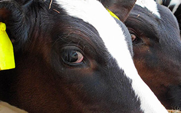 СИНХРОСТИМ 500 – новый препарат производства «Ceva Sante Animale» (Франция)
